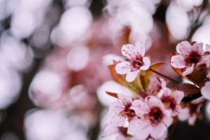 Cherry Blossom